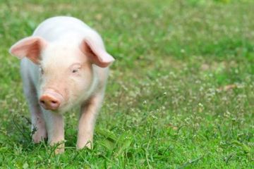 Ilmuan China menyuntikan virus corona ke hewan kecil ini, lalu dijadikan pakan yang dewasa dengan cara digiling.