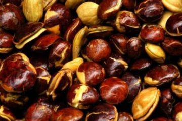Jengkol si bau yang miliki 13 manfaat menakjubkan