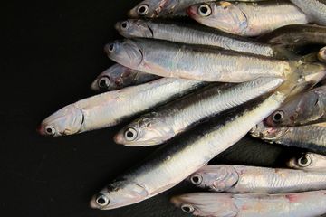 Manfaat ikan teri yang sangat bagus untuk kesehatan otak