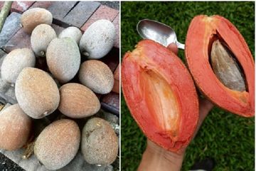 Mengenal Buah Sawo Raksasa Mamey Sapote Yang Diburu Para Kolektor Tanaman Langka