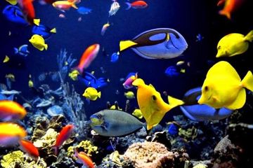 430 Koleksi Ikan Hias Air Laut Mahal HD Terbaru