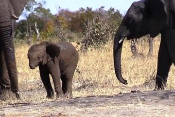 Unduh 9000 Gambar Gajah Beserta Penjelasannya Terbaik Gratis HD