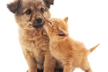 Bukan Musuh Bebuyutan Anjing Dan Kucing Dapat Hidup Berdampingan National Geographic