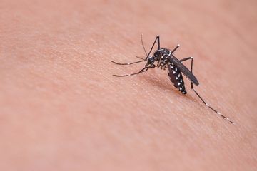 Aktivitas nyamuk Aedes Aegypti pembawa virus penyebab DBD berubah. Fogging dinilai kurang efektif