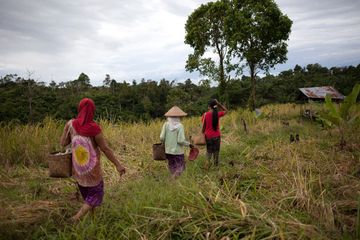 Kisah Masyarakat Yang Hidup Berdampingan Dengan Harimau Semua