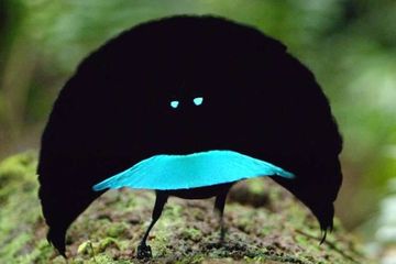 4 Spesies Burung Ini Dikira Bukan Dari Bumi Ada Yang Di Indonesia Semua Halaman Hai