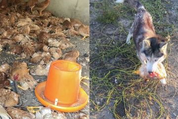 Kabur Dari Kandang Anjing Peliharaan Ini Bantai 600 Ayam