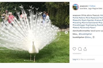 Tak Hanya Manusia Beginilah Tampilan Unik Hewan Hewan Albino