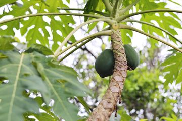 Walau pahit, daun pepaya punya manfaat yang jarang diketahui ini