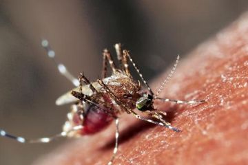 Perawatan Pasien Demam Berdarah Dengue Intinya Kecukupan Cairan, Bisa Dilakukan di Rumah