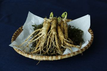 Manfaat daun ginseng dan cara mengolahnya.