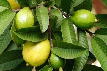 Daun Jambu biji, salah satu bahan alami untuk mengobati bintitan.