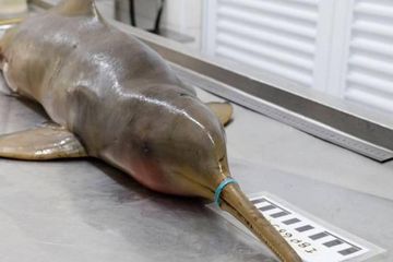 76 Gambar Ikan Lumba Lumba Anak Tk Gratis