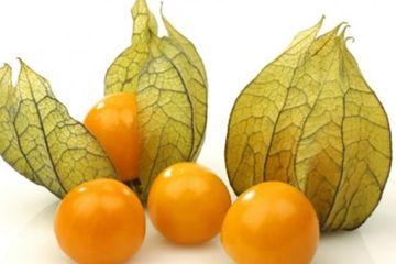 Dulu Dibuang, Kini Ceplukan Alias Physalis Peruviana Buah dengan Harga Selangit dan Bisa Sembuhkan Berbagai Penyakit!