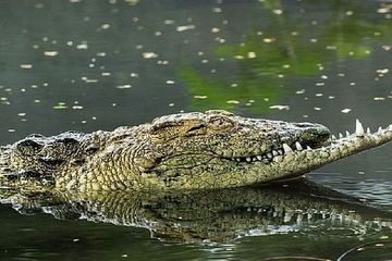 98 Foto Penampakan Buaya HD Terbaru