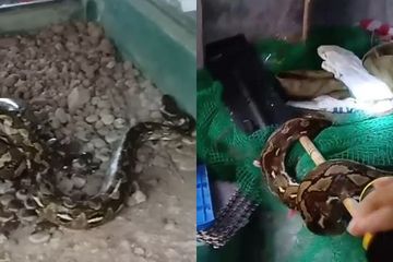 76 Koleksi Gambar Ular Untuk Kolase Gratis Terbaik