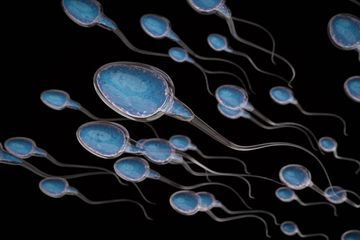 9 Jenis Makanan Yang Harus Dikonsumsi Para Pria Jika Ingin Menghasilkan Sperma Yang Banyak Kuat Dan Berkualitas Semua Halaman Bolastylo Bolasport Com