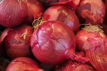 Ilustrasi kuit bawang merah 