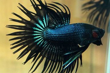 Ikan cupang jenis Crown Tail  indah bentuknya sekaligus bermanfaat karena termasuk ikan cupang doyan jentik nyamuk yang mampu melahap 80 jentik dalam satu kali makan.&nbsp;