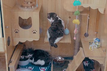 Ahli Komputer Di Tiongkok Buat Rumah Kucing Canggih Ada Sensor