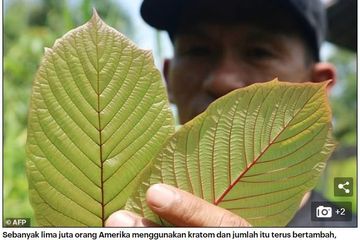 Kratom daun yang dielukan sebagai obat ajaib dari Kalimantan