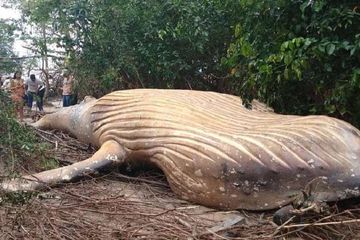 Paus bungkuk yang terdampar di hutan Amazon. 