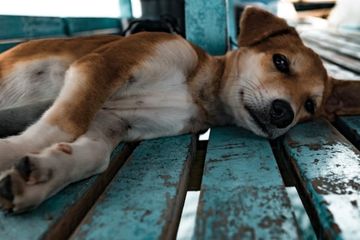 Dulu Bekerja Membunuh Anjing Terlantar Kini Pria Ini Alami Hal