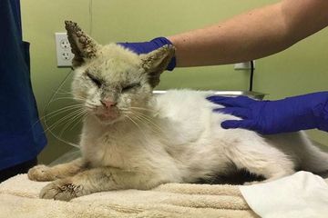 Kisah Kucing Manis Bermata Indah Kondisi Awalnya Yang Menyedihkan