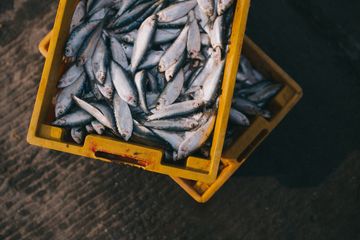 Inilah Daftar Ikan yang Mengandung Merkuri, Bisa Sebabkan Masalah Otak