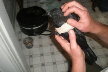 Beri Makan Burung Gagak Setiap Hari Pria Ini Mendapatkan Balasan Seperti Ini Di Meja Makannya Semua Halaman Intisari