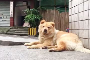 Video Anjing Menunggu 12 Jam Setiap Hari Di Stasiun Demi