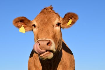 Awas Sapi Glonggongan di Hari Raya Kurban. Makan dagingnya sama saja dengan makan daging bangkai.
