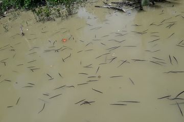 Tak Ada Yang Mengenali Tiba Tiba Muncul Ribuan Hewan Aneh Mirip