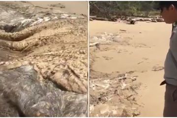 Dijuluki Hewan Peliharaan Dajjal Penemuan Binatang Aneh Raksasa