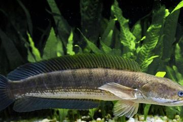 Gegara Almarhum Sutopo BNPB, Ikan Ini Dilirik Banyak Orang, Bermanfaat Untuk Obati Luka Luar dan Dalam Juga Sesar Serta Mengatasi Gizi Buruk