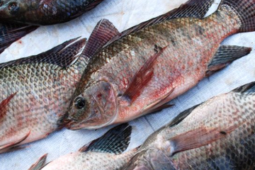 Ikan mujair dengan ciri seperti ini jangan dimasak dan dimakan, berbahaya.
