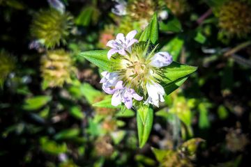 Menyusuri Keanekaragaman Hayati Di Cikapundung Apa Saja Penemuannya Semua Halaman National Geographic