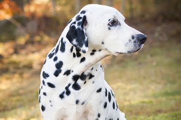 Bakar Anjing Tetangganya Hidup Hidup Lantaran Tak Terima Dicakar