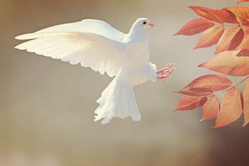 Tafsir Mimpi Melihat Burung Merpati Putih Masa Depan Anda Punya Peruntungan Yang Bagus Semua Halaman Suar Tafsir Mimpi Melihat Burung Merpati Putih Masa Depan Anda Punya Peruntungan Yang Bagus Semua Halaman Suar