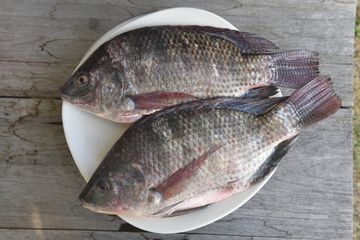 Digemari Masyarakat Indonesia, Ini 5 Fakta Ikan Mujair yang Suka Makan Kotorannya Sendiri