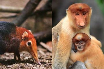 7 Spesies Hewan Yang Kini Terancam Punah Di Malaysia Salah