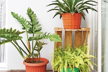 Yuk Kenalan Dengan Monstera Dan Cara Merawatnya Mudah Banget Semua Halaman Idea