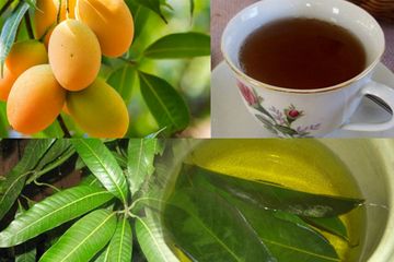 Teh daun mangga berguna untuk menstabilkan gula darah pada penderita diabetes.