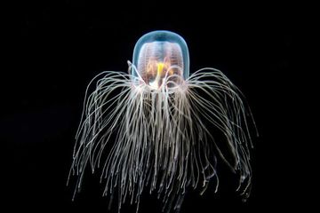 Turritopsis Dohrnii Ubur Ubur Abadi Yang Bisa Mencurangi Kematian Semua Halaman National Geographic