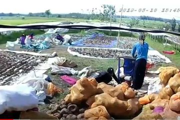 Iles-iles alias Tanaman Porang Tinggi Karbohidrat Tapi Menyehatkan, Bisa Turunkan Kolesterol hingga Gula Darah, 2 Musim Menghasilkan 700 juta!