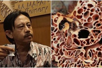 Sarang Semut dari Papua Membuat Epy Kusnandar Lolos dari Vonis Kematian Karena Kanker Otak 