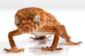 Tafsir Mimpi Melihat Cicak, Sering Dikaitkan Dengan Pertanda Buruk? - Semua  Halaman - Suar