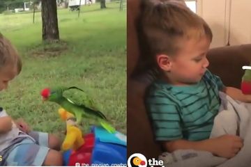 680 Gambar Burung Anak Kecil HD Terbaik