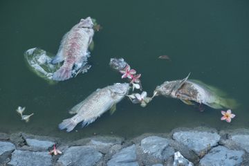 Kadar Oksigen Di Laut Menurun Akibat Perubahan Iklim Ikan