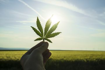 Wacana legalisasi ganja di Indonesia.
